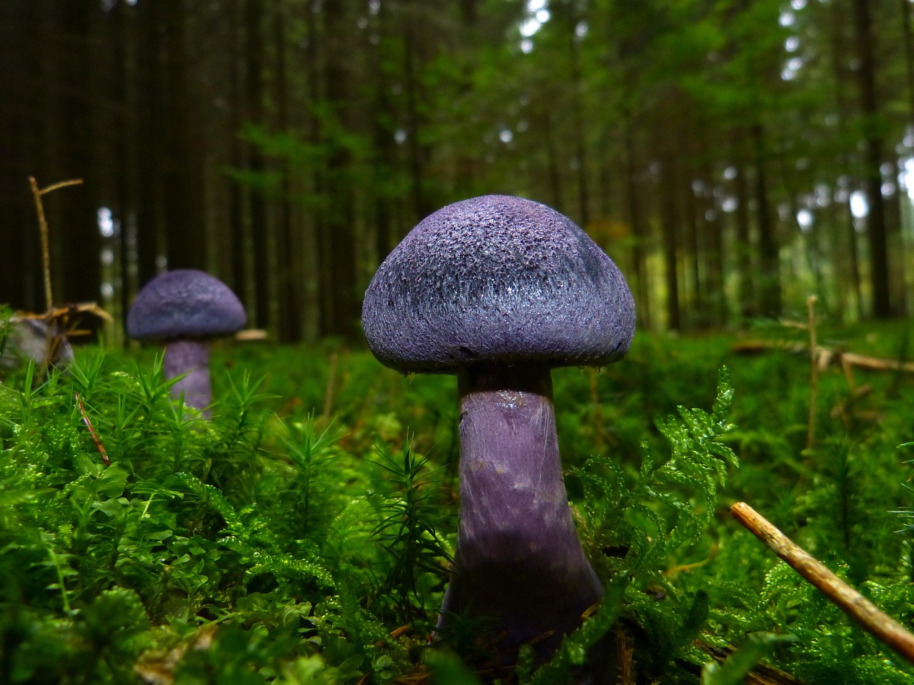 Wie werden Pilze zur Luftreinigung in Gebäuden eingesetzt?